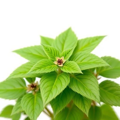 Horny Goat Weed